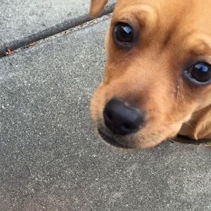 Meet your Posher, Janice