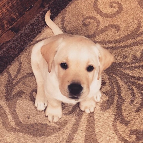 Meet your Posher, Maya - Picture 1 of 1