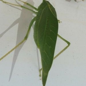 Meet your Posher, Iris