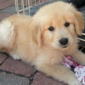 Meet your Posher, Jeni