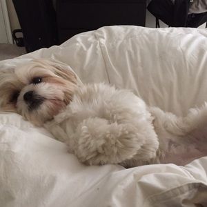 Meet your Posher, Simone