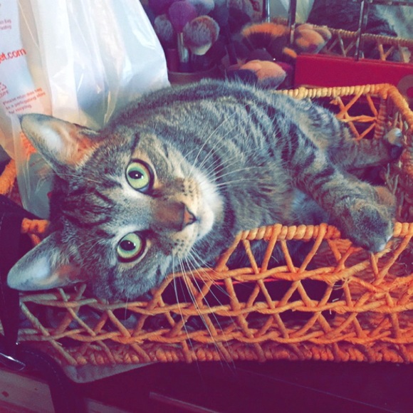 Meet your Posher, Allie