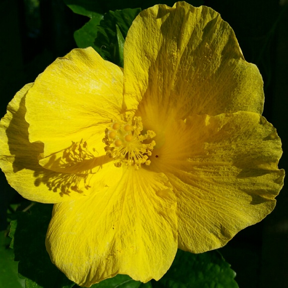 Meet your Posher, Mimi TRUVISION Associate - Picture 2 of 2