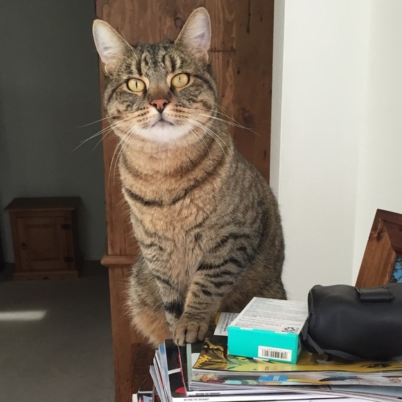 Meet your Posher, Sabrina - Picture 1 of 1