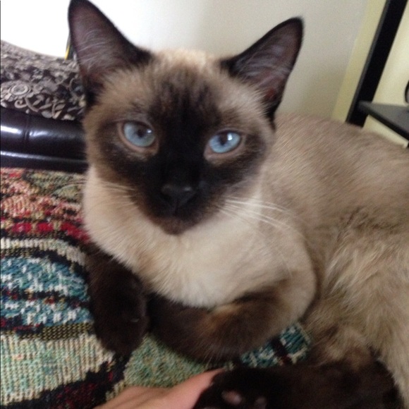 Meet your Posher, Brittany - Picture 4 of 6