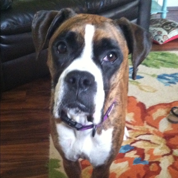 Meet your Posher, Brittany - Picture 2 of 6