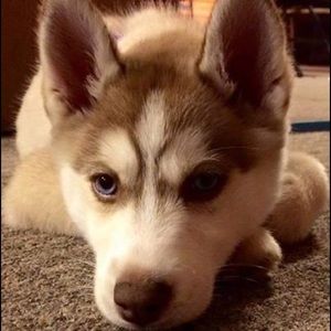 Meet your Posher, Elise