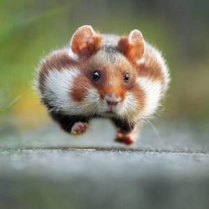 Meet your Posher, Marquita