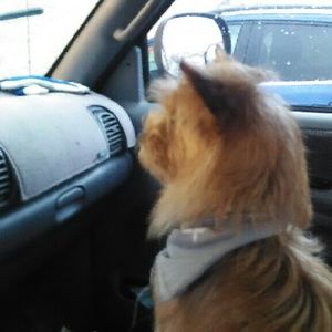 Meet your Posher, Annette