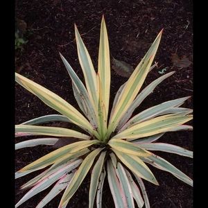 Meet your Posher, Marlys