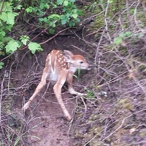 Meet your Posher, Debbie