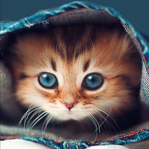 Meet your Posher, Shea