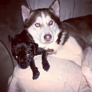 Meet your Posher, Casey