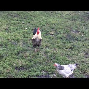 Meet your Posher, Lis