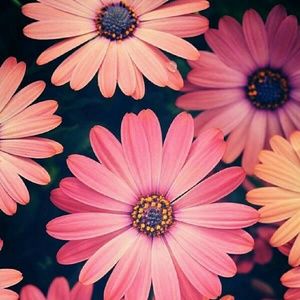 Meet your Posher, Martinez