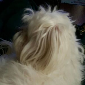 Meet your Posher, Shelly