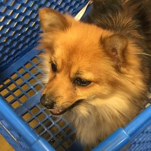 Meet your Posher, Jacqueline