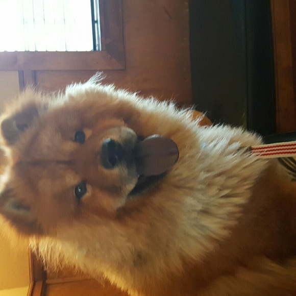 Meet your Posher, Quinn