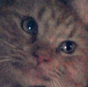 Meet your Posher, Michelle