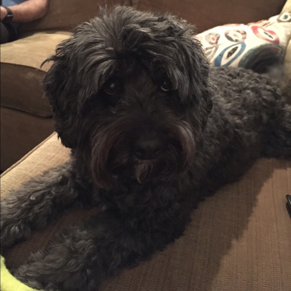 Meet your Posher, Amy - Picture 1 of 1