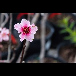 Meet your Posher, Rachelle