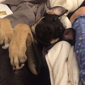 Meet your Posher, Morgan