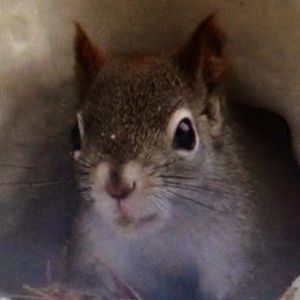 Meet your Posher, Isabella