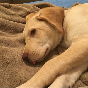 Meet your Posher, Luigi