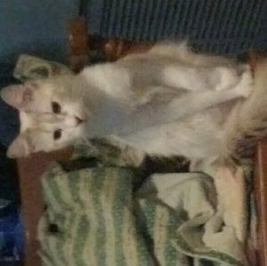 Meet your Posher, Brenda