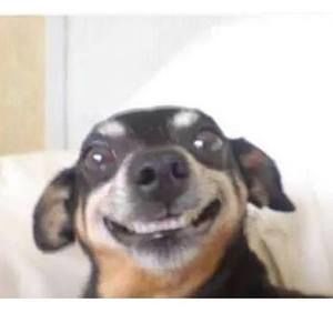 Meet your Posher, Bruce