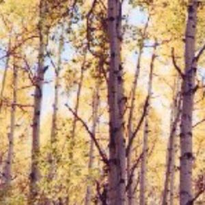 Meet your Posher, Yvonne