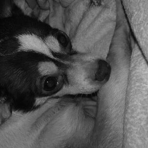 Meet your Posher, Jodie