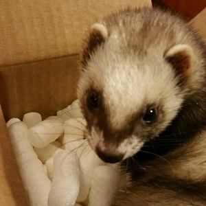 Meet your Posher, Whitney