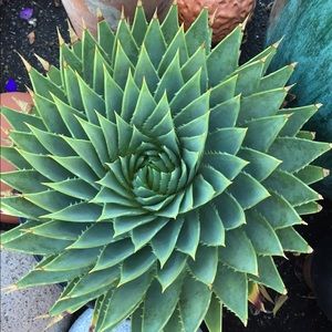 Meet your Posher, Pauline