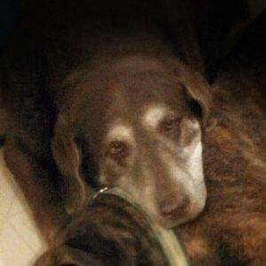 Meet your Posher, Lynette