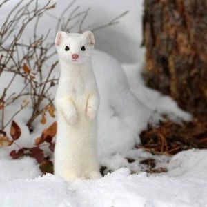 Meet your Posher, Aryannie