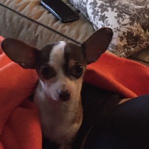 Meet your Posher, Missy