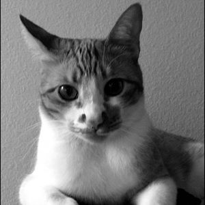 Meet your Posher, Bridget