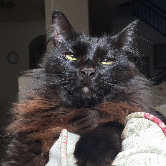 Welcome to Audshop🌟Poshmark Ambassador 🌟 - Picture 10 of 15