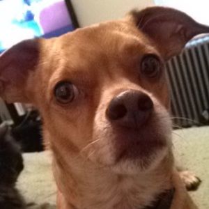 Meet your Posher, Elizabeth