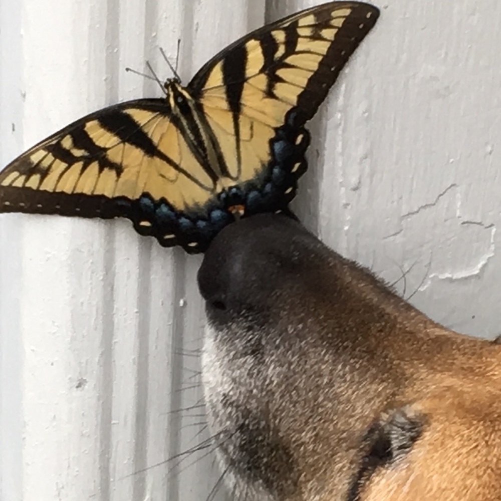 Meet your Posher, Kate