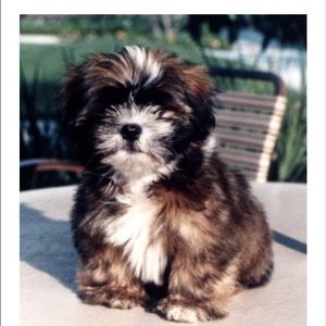 Meet your Posher, Casey