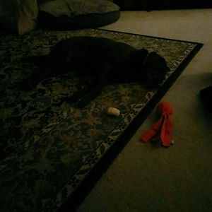 Meet your Posher, Trevor