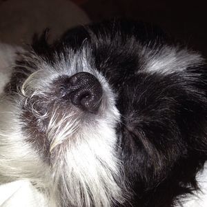 Meet your Posher, Holly