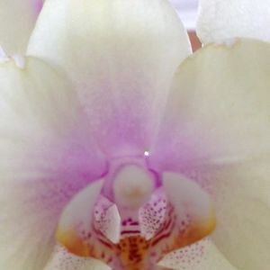 Meet your Posher, Hana