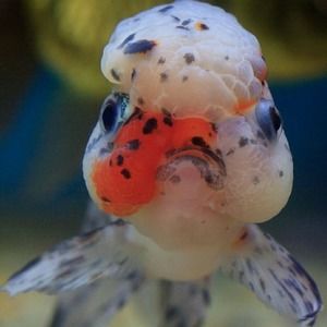 Meet your Posher, Tashia