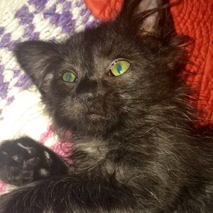 Meet your Posher, Lillee