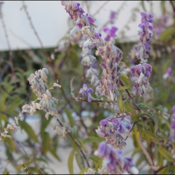 Meet your Posher, Chloe - Picture 1 of 1