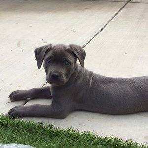 Meet your Posher, Sydni