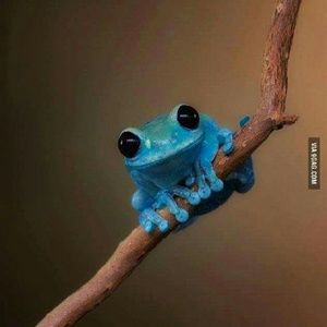 Meet your Posher, Angel